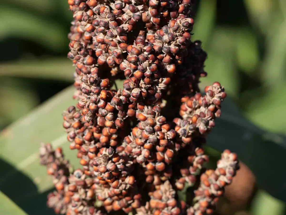 Panoja de sorgo en el stand de Advanta en Expoagro 2026
