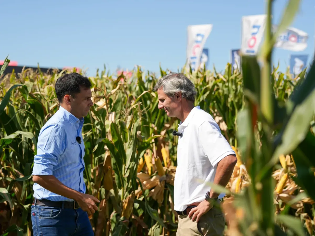 Entrevista a Raúl Paillot de NK Semillas en un cultivo de maíz